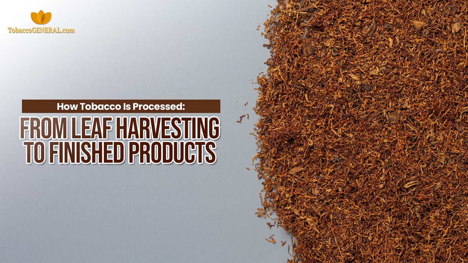 How Tobacco Is Processed: From Leaf Harvesting to Finished Products